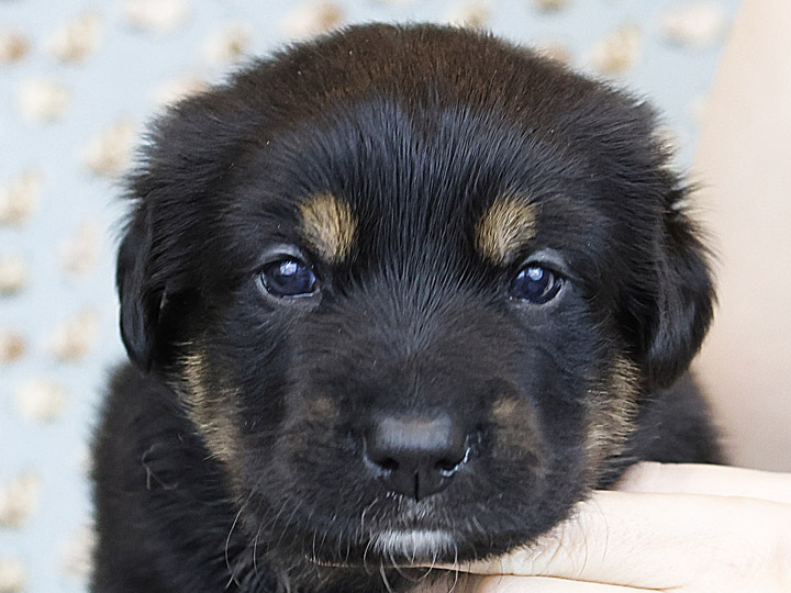 chinook puppy